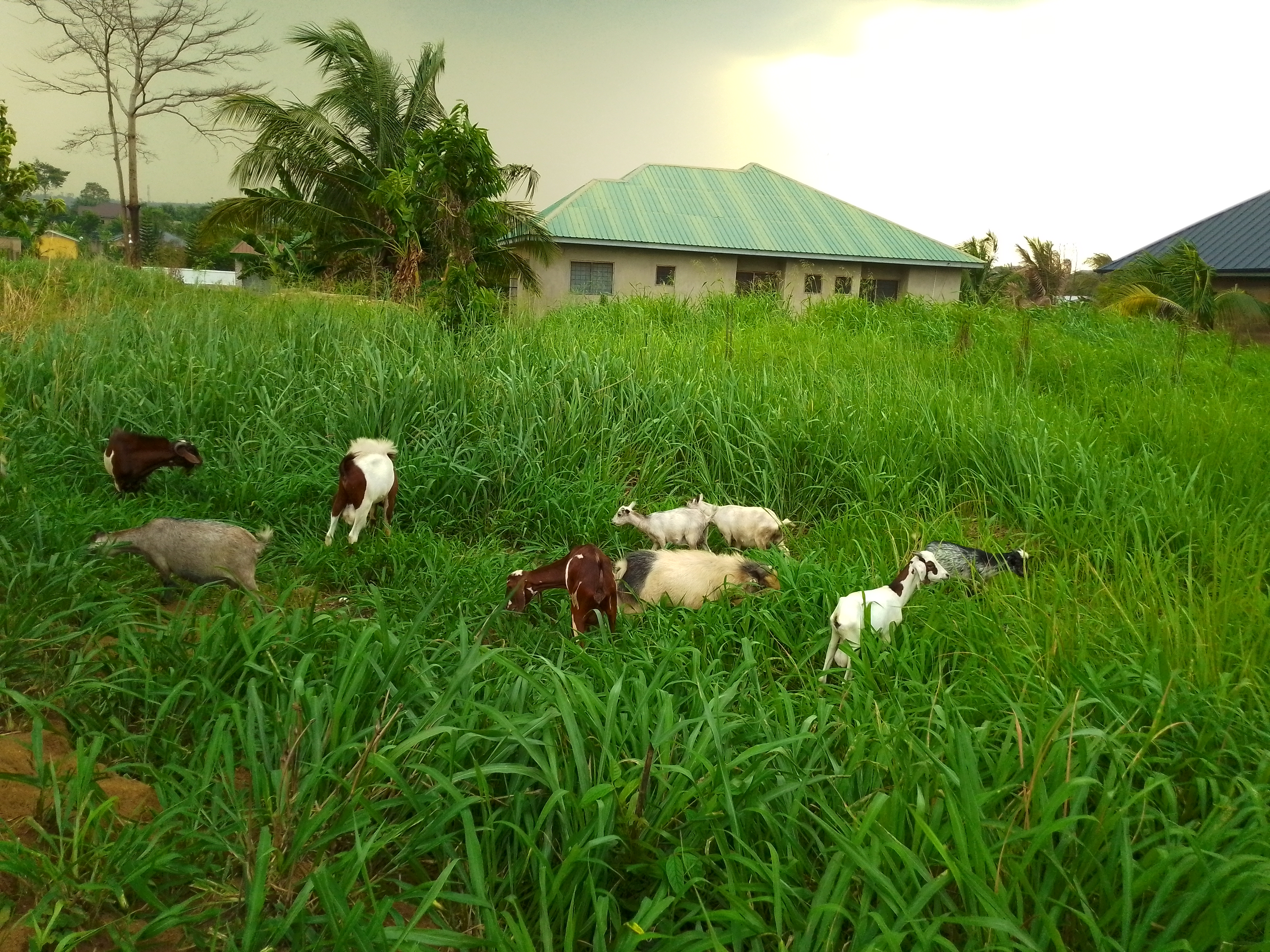 Livestock production