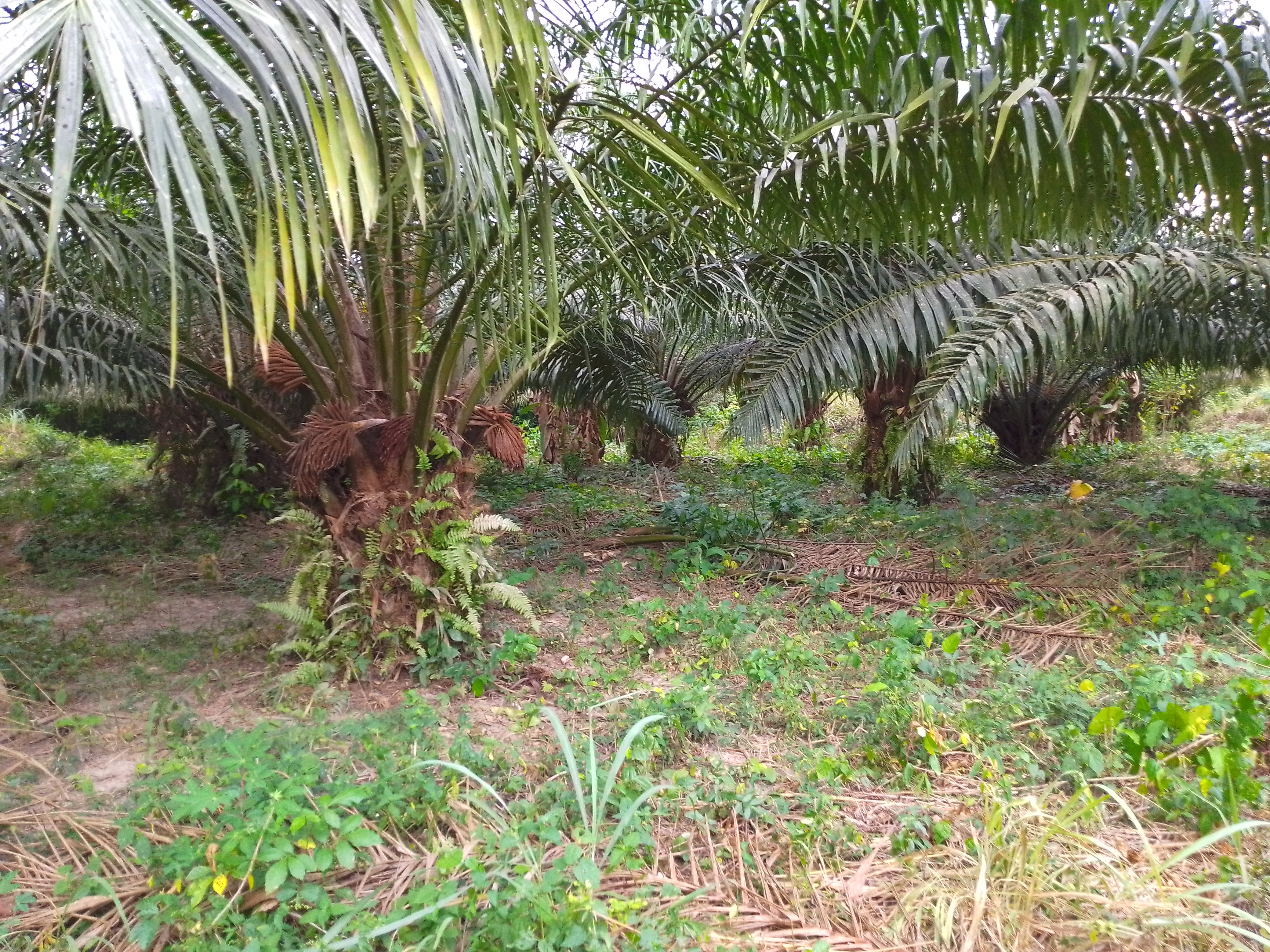 Oil palm plantation
