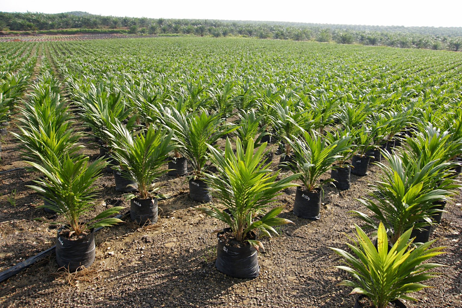 Oil palm seedlings